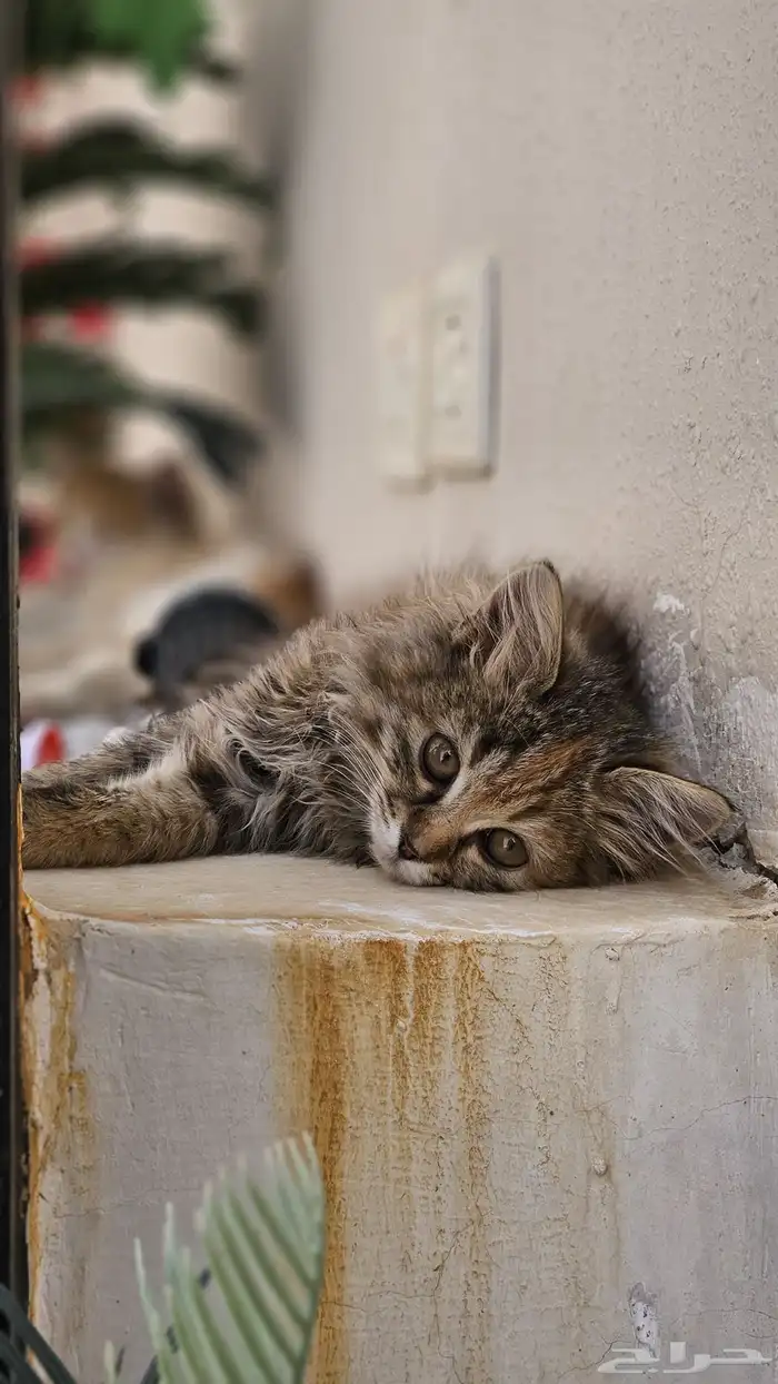 قطط للتبني 4