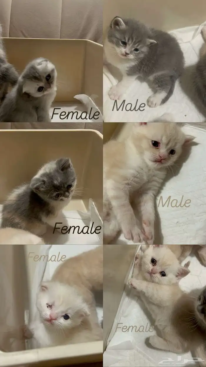 سكوتش فولد و سكوتش ستريت للبيع 0