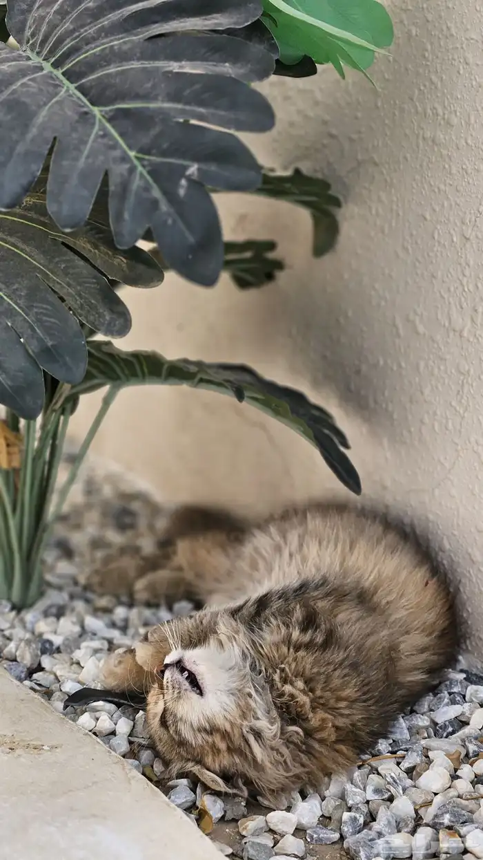 قطط للتبني 7