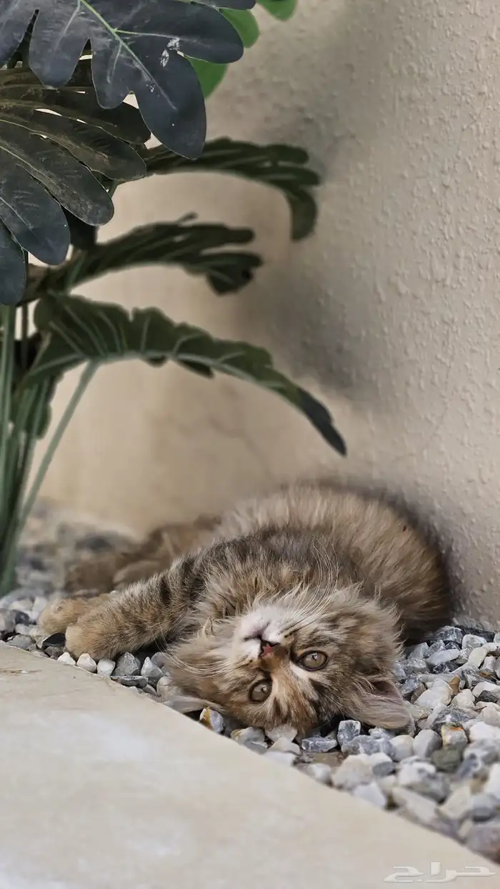 قطط للتبني 6