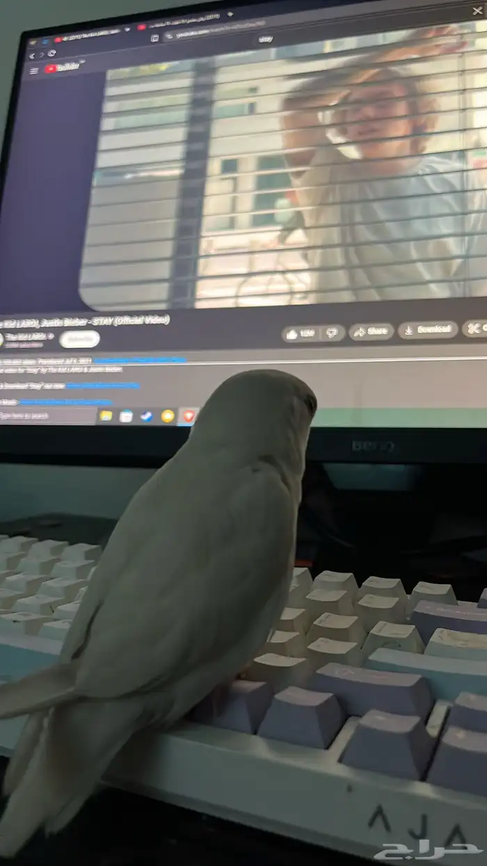 روز ضايع اليوم الساعه 3 العصر بالرس اللي يحصله يتواصل معي 1