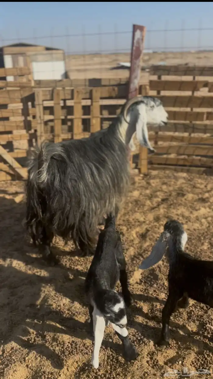 عنز عارضيه متوم 0