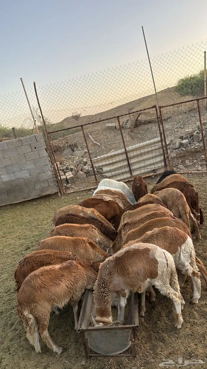 طليان سواكني حمري 0