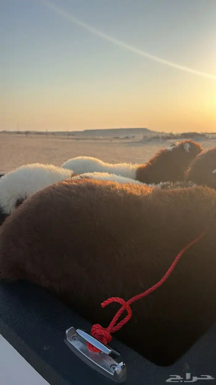 جديد   وصول هرافااا بريه فاااخره 2