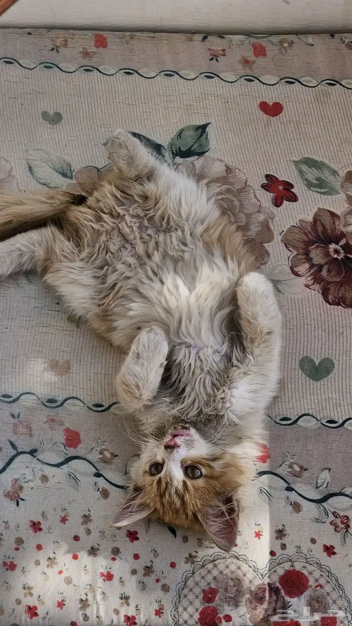 قطط للتبني 3