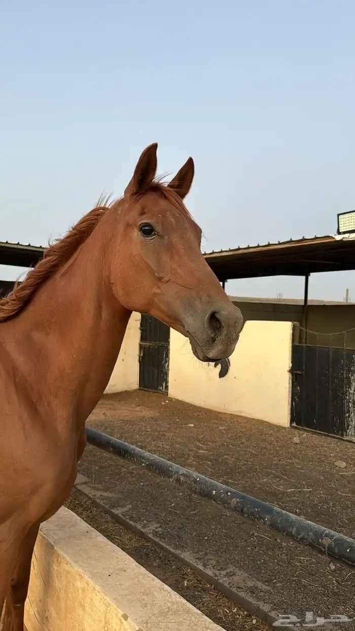 فرس واهو فرنسي 4