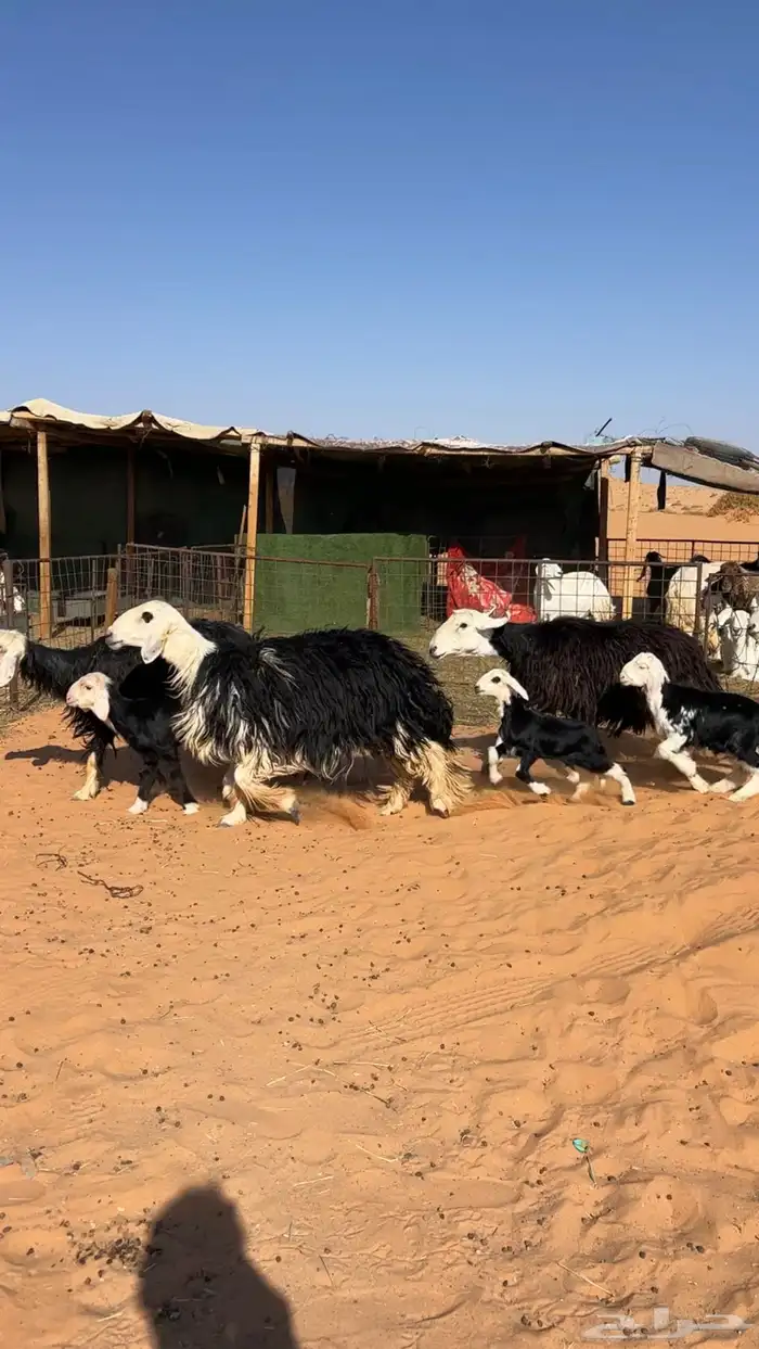 نجد خلفات خصم 0