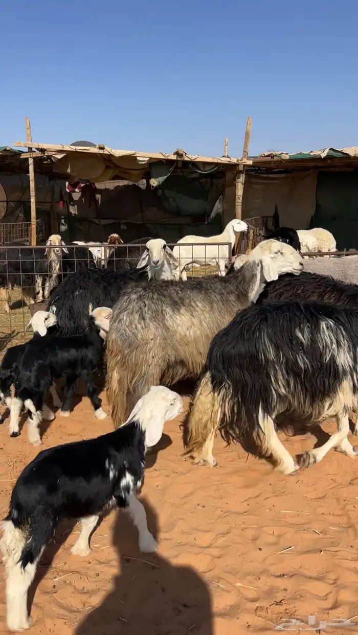 نجد خلفات خصم 1