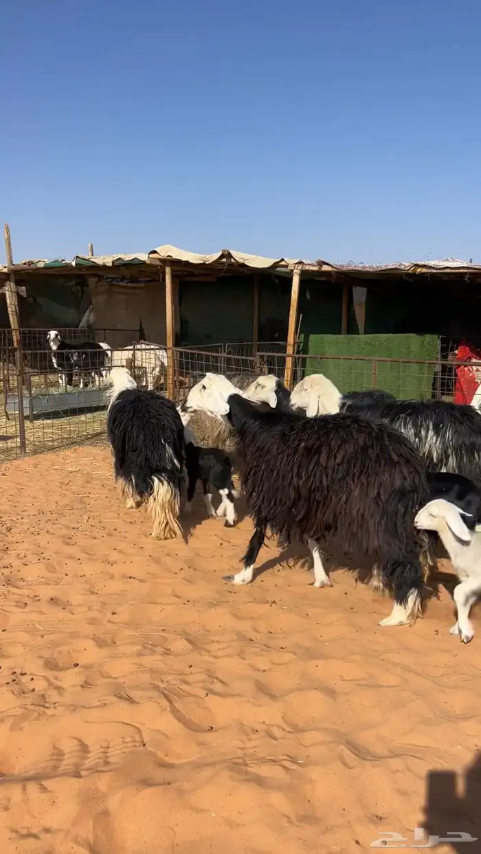 نجد خلفات خصم 4