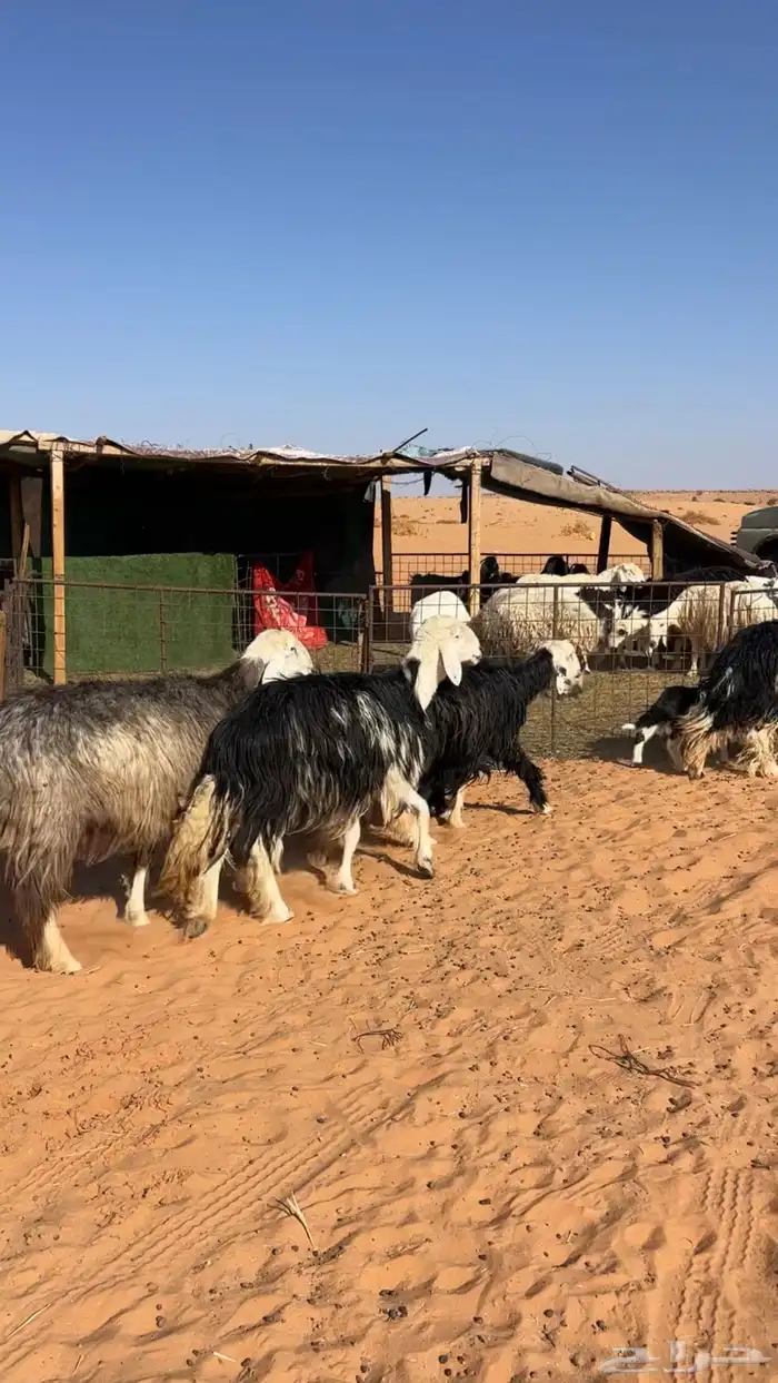 نجد خلفات خصم 6