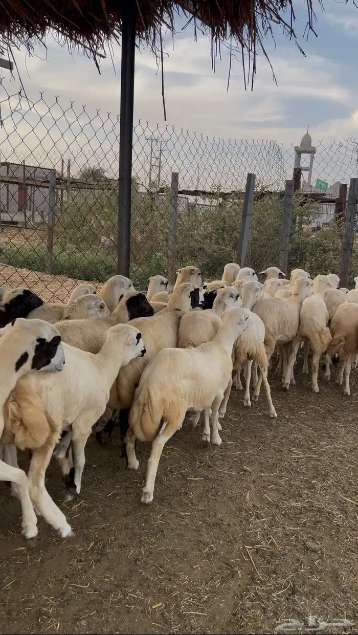 رخال رفيدي من 730 2