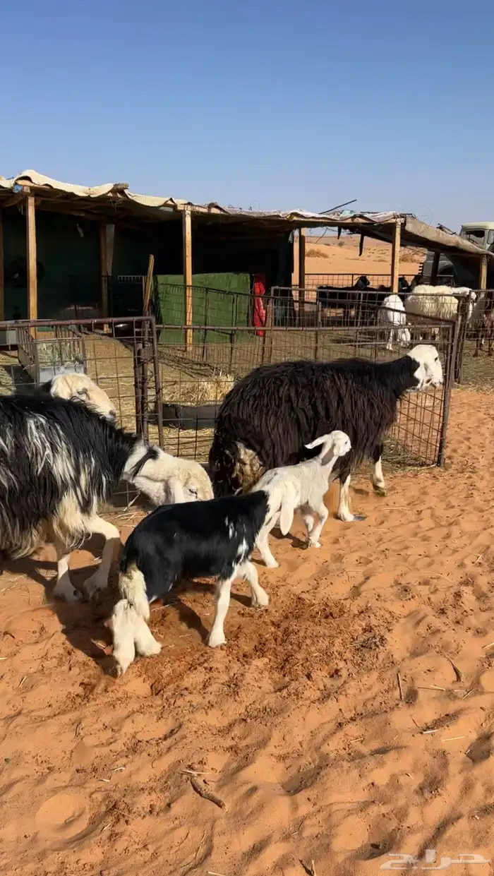 نجد خلفات خصم 5