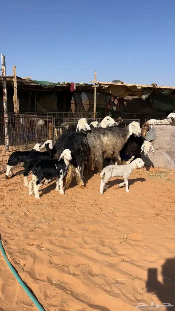 نجد خلفات خصم 2