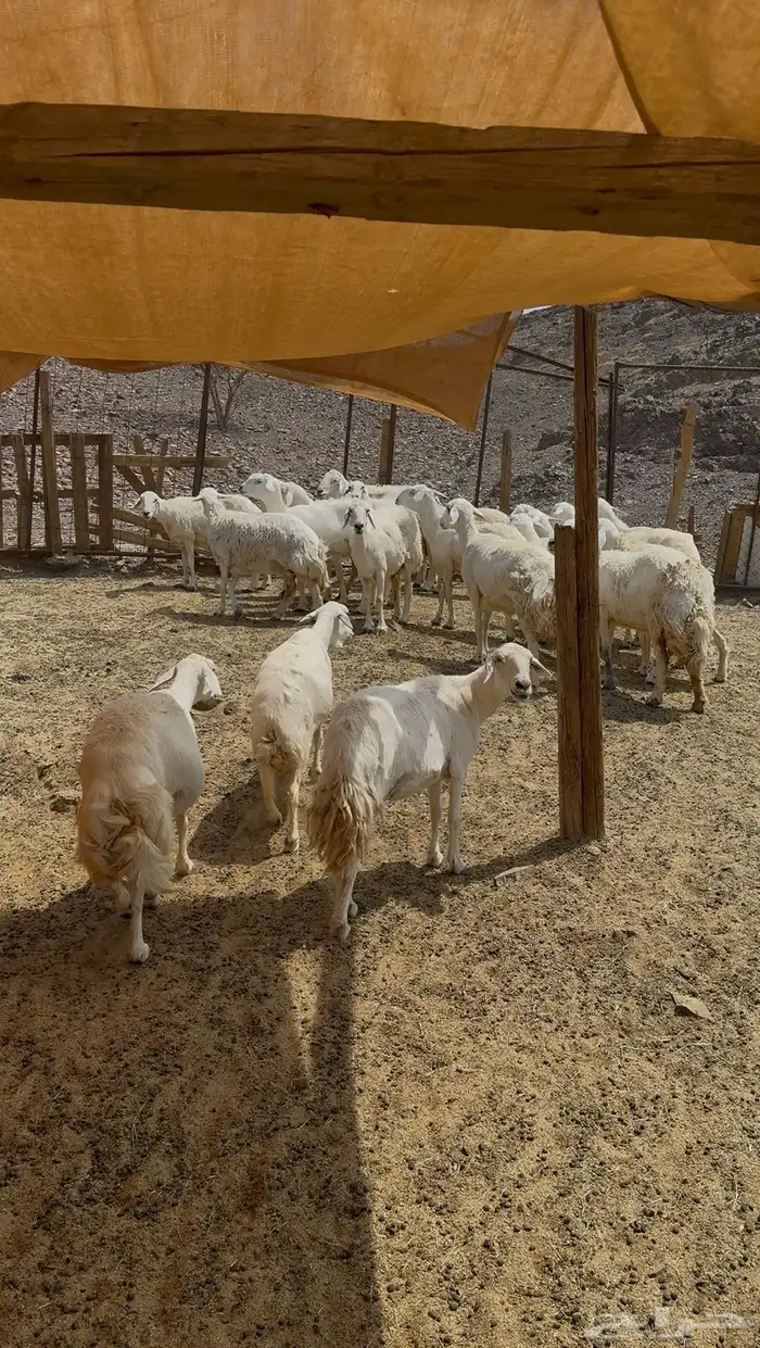 ضان حريات وللد 6