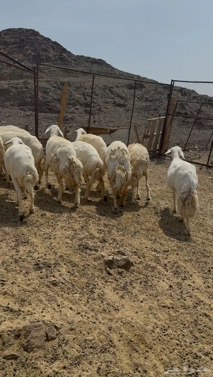 ضان حريات وللد 4