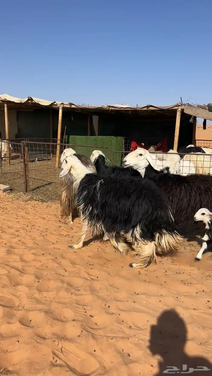 نجد خلفات خصم 3