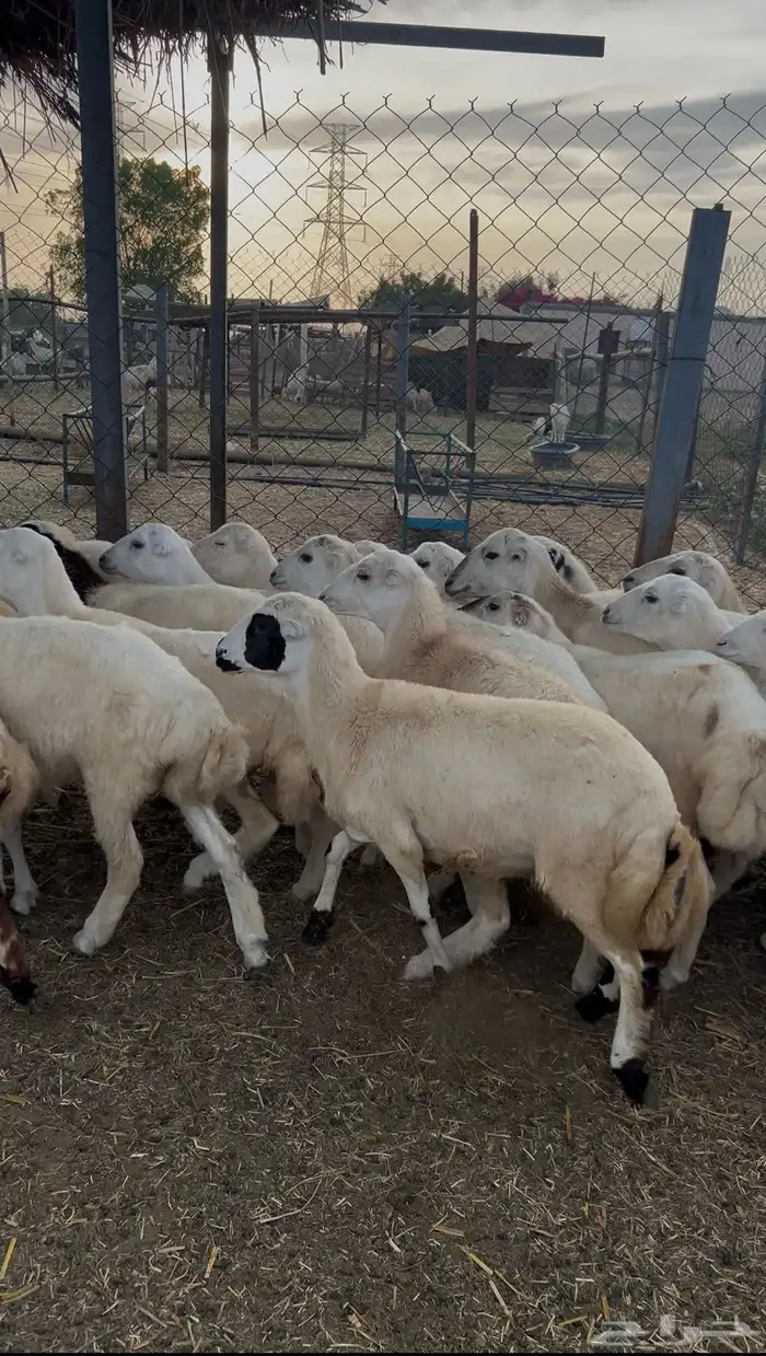 رخال رفيدي من 730 0