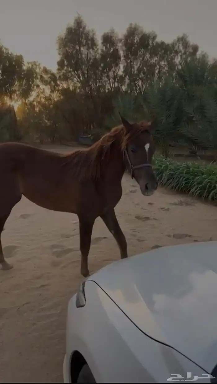 مهره شعبي العمر سنه و 4 شهور 0