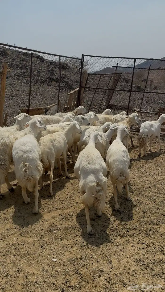 ضان حريات وللد 2