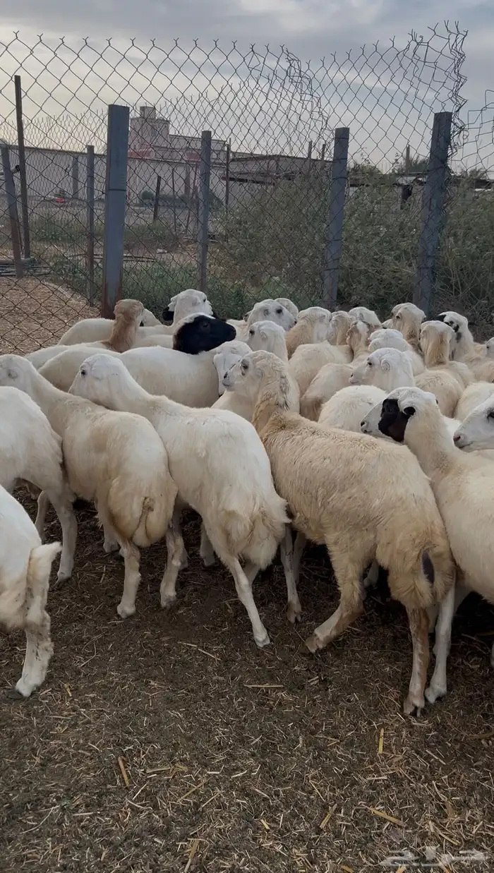 رخال رفيدي من 730 1