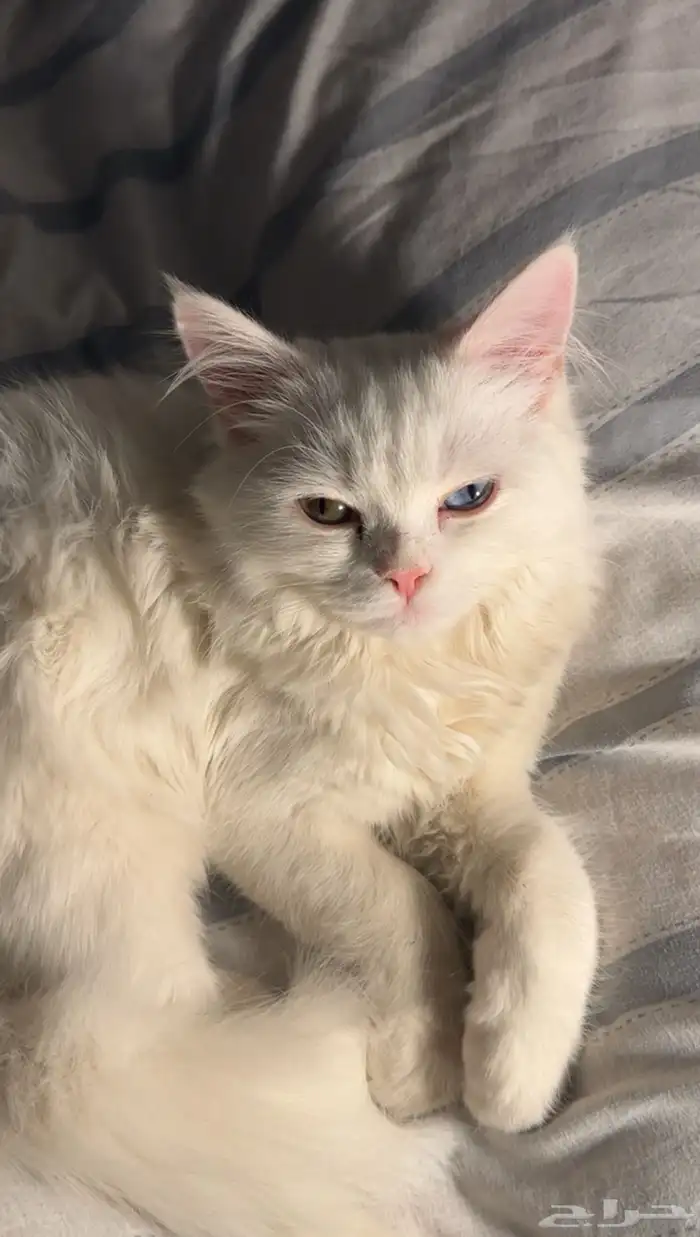 قط ابيض للبيع 3