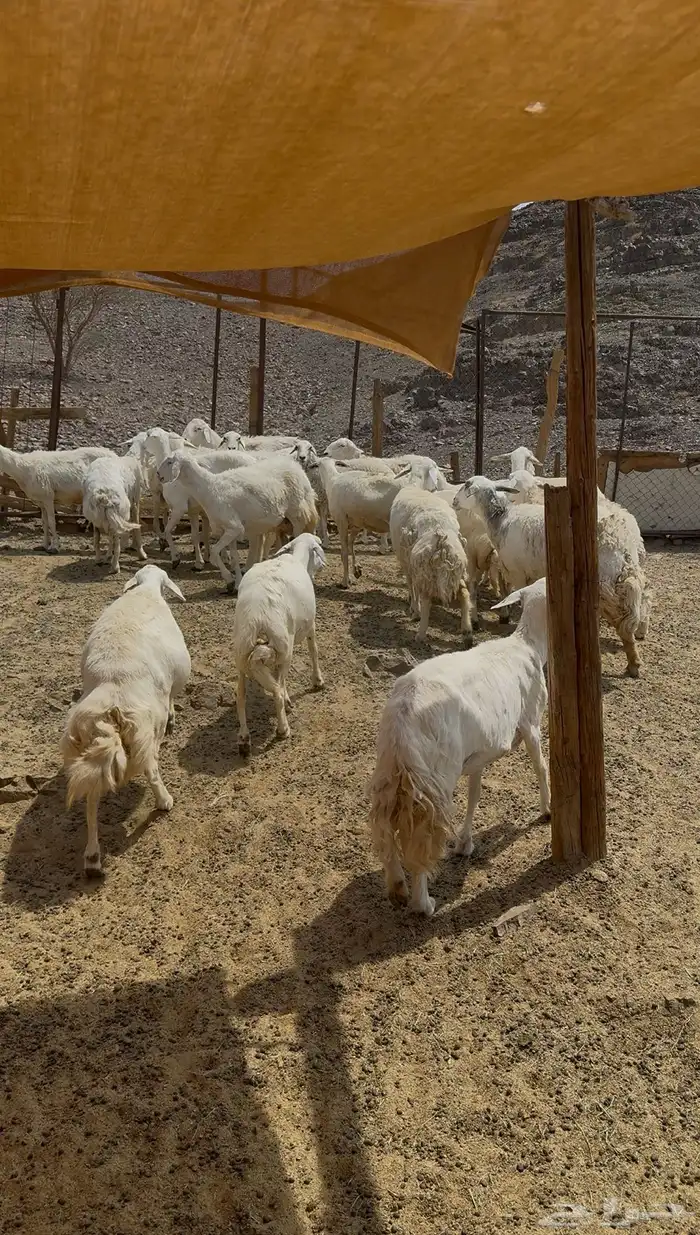 ضان حريات وللد 5