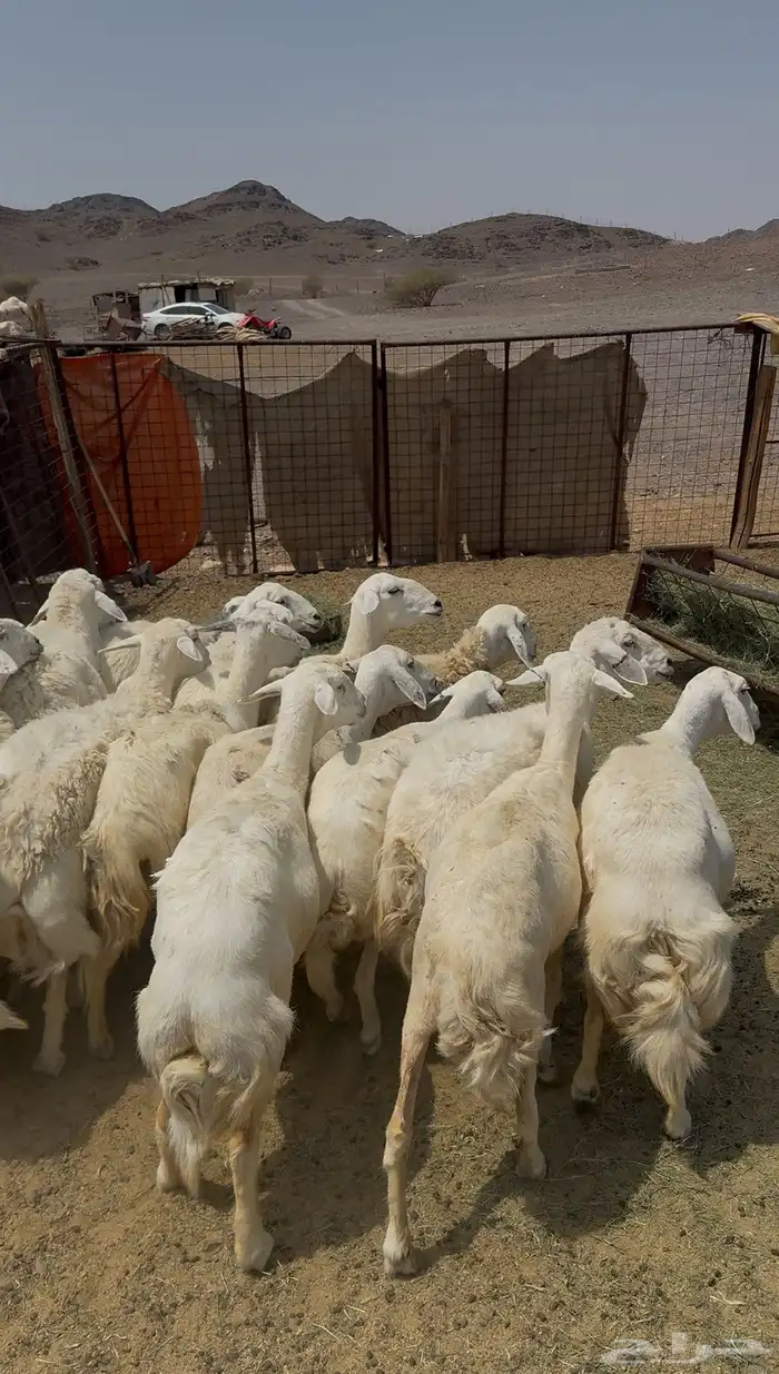 ضان حريات وللد 0