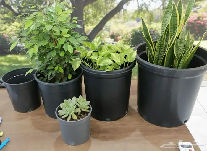 متوفر جميع مقاسات السطول الزراعيه 6