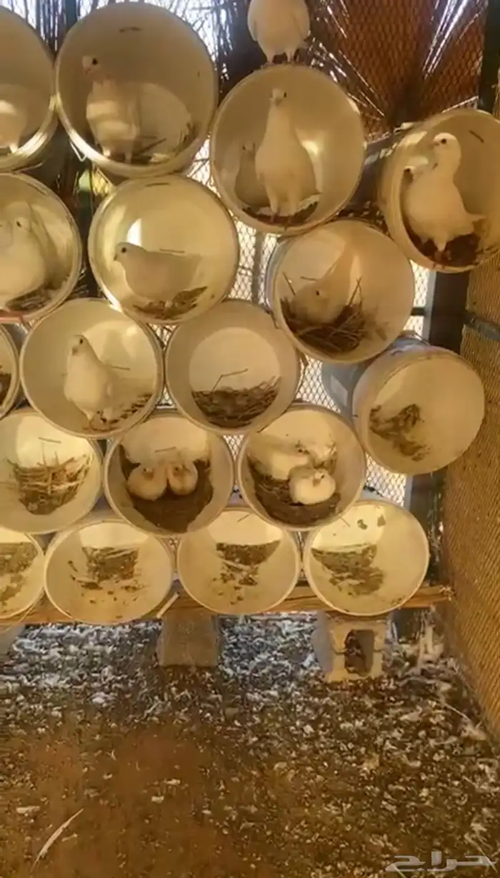 حمام فرنسي 1