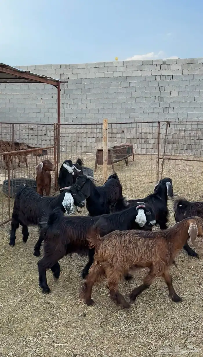 تيوس مخاصي ذبائح للبيع جملة وتفريد كاش وتمارا مع الذبح والت 3