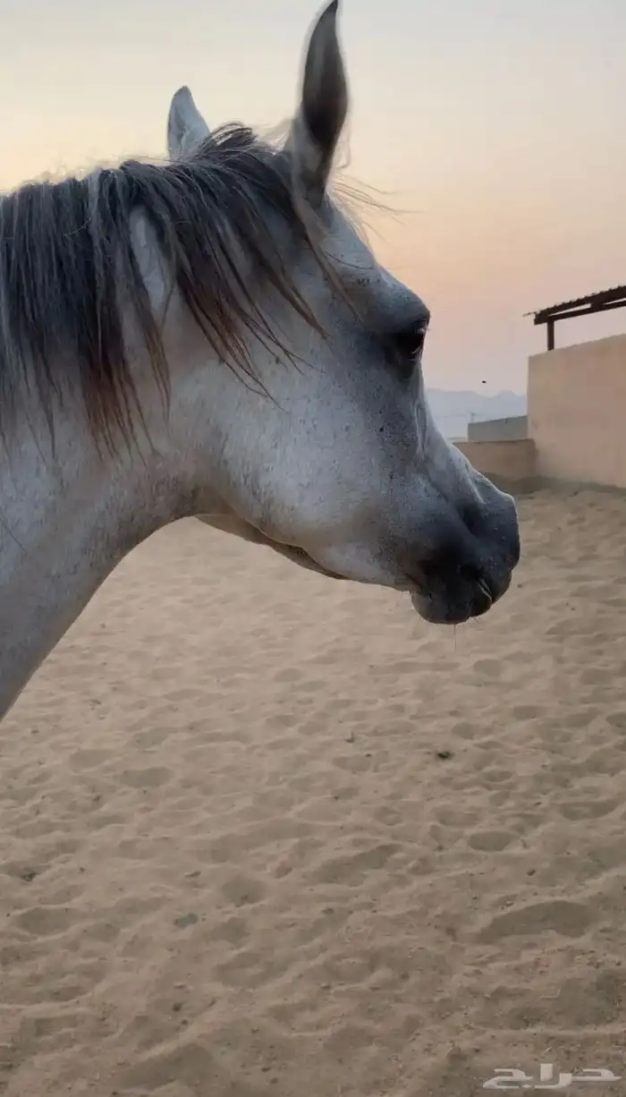 فرس لقاح 7 شهور تحتها مهره 4