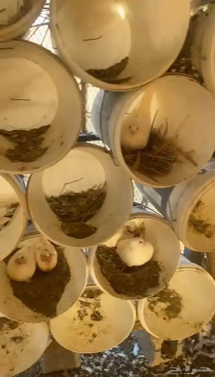 حمام فرنسي 3