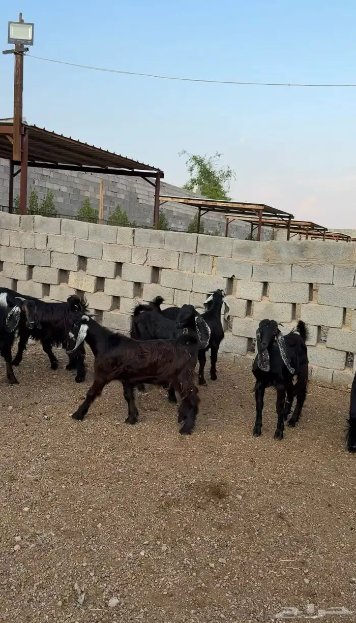 تيوس مخاصي ذبائح للبيع جملة وتفريد كاش وتمارا مع الذبح والت 1