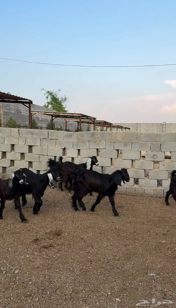 تيوس مخاصي ذبائح للبيع جملة وتفريد كاش وتمارا مع الذبح والت 2