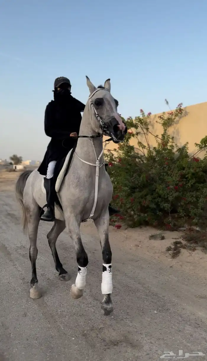 فرس شعبيه لقاح 8 شهور فاخره 0
