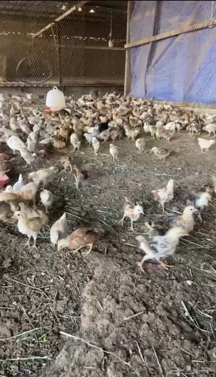 صوص 6 ريال محصنه اقل كميه 200 حبه 0