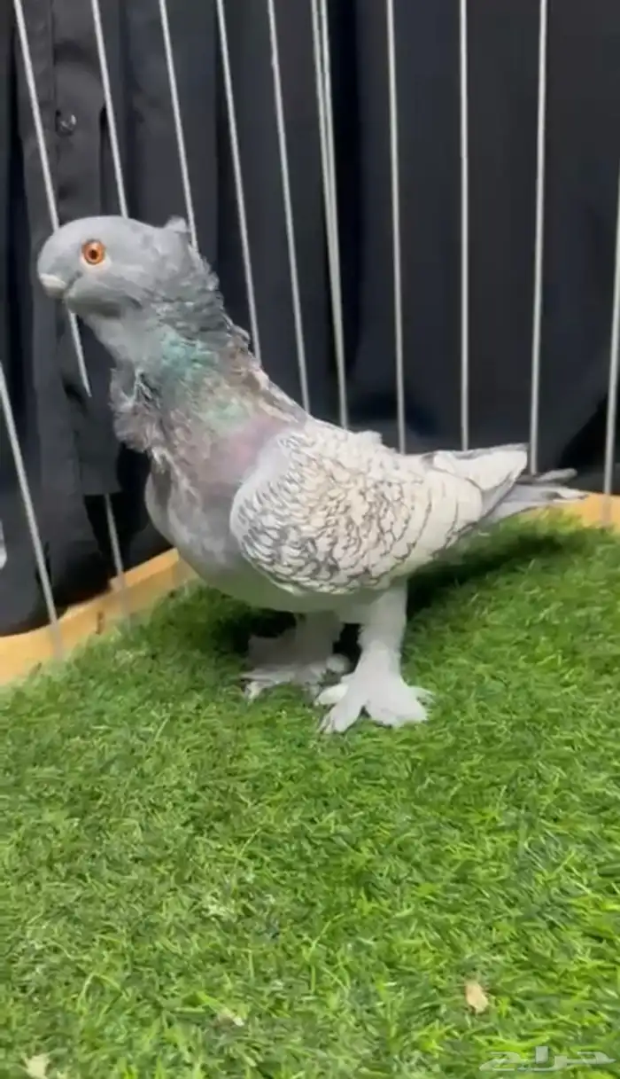 ذكر بلندنيت 0