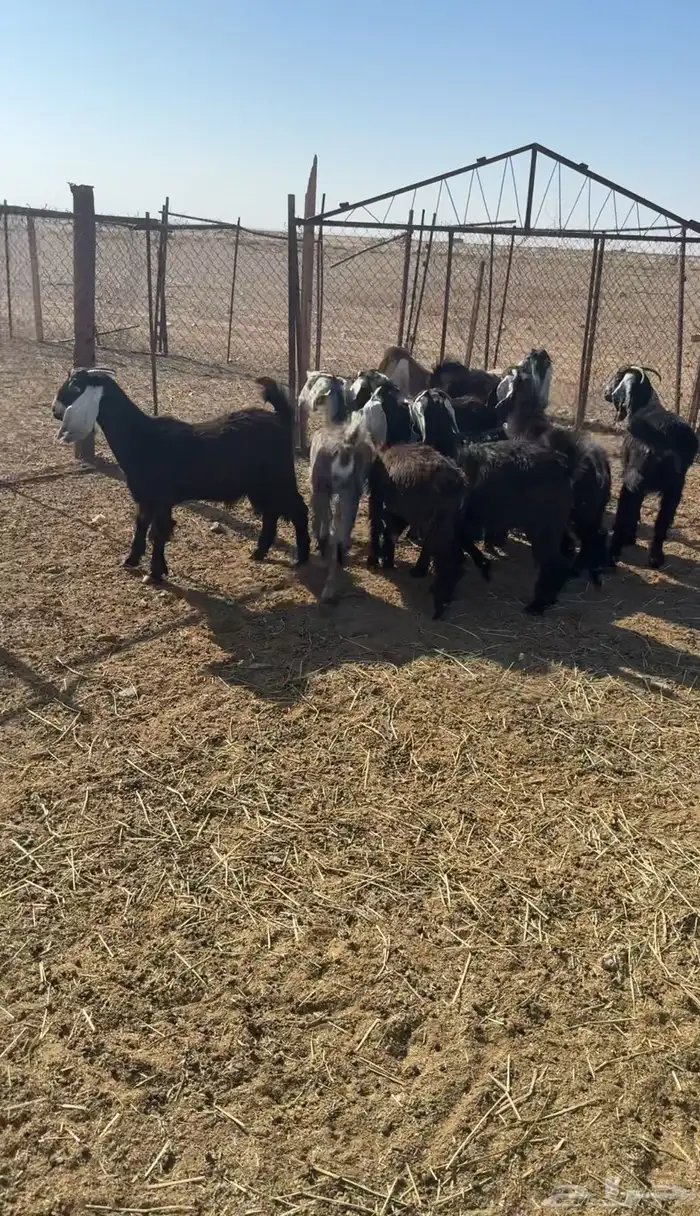 للبيع جفرات طيبه 3