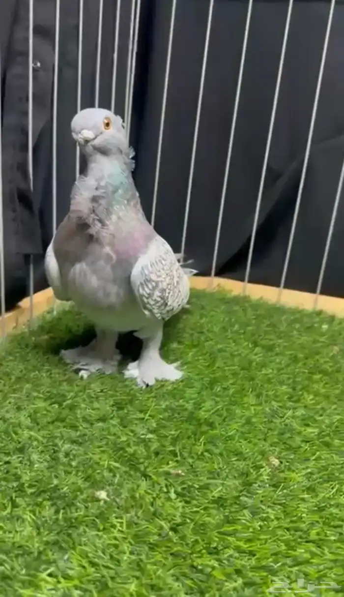 ذكر بلندنيت 3