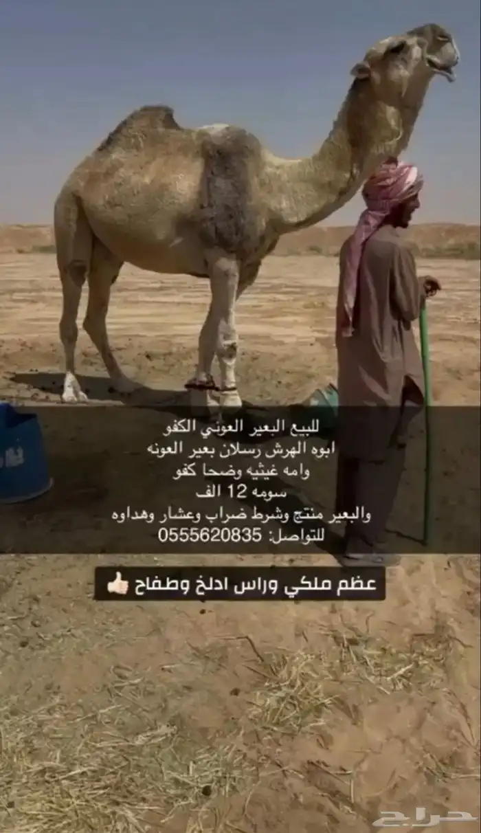 للبيع الفحل الكفو 0