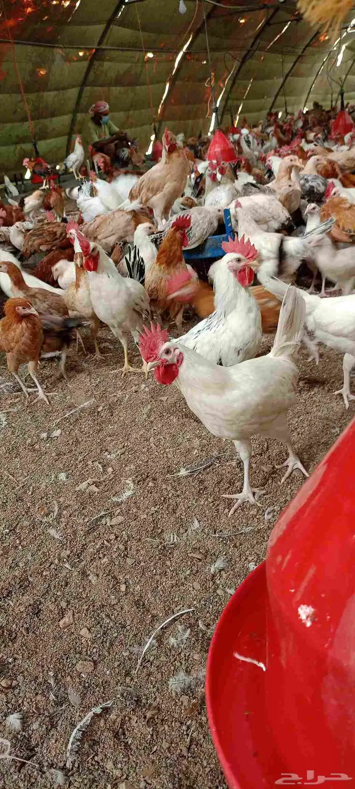 دجاج وديوك بلدي فواتح ومشكل 1