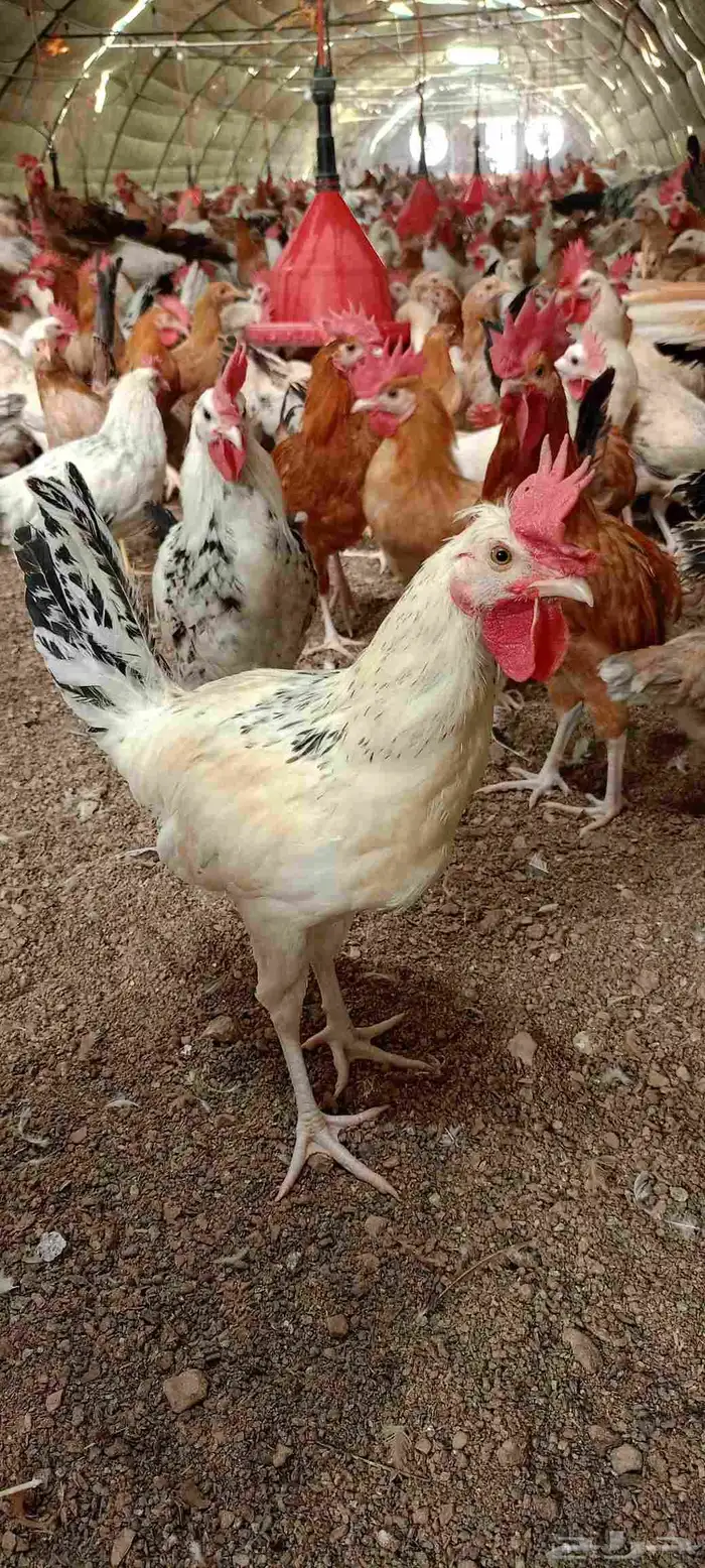 دجاج وديوك بلدي فواتح ومشكل 0