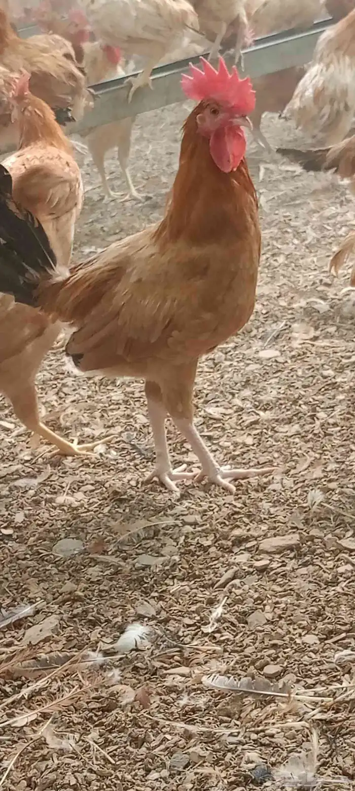دجاج وديوك بلدي فواتح ومشكل 5