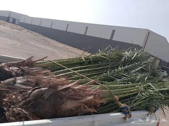 جميع أنواع النخيل 7