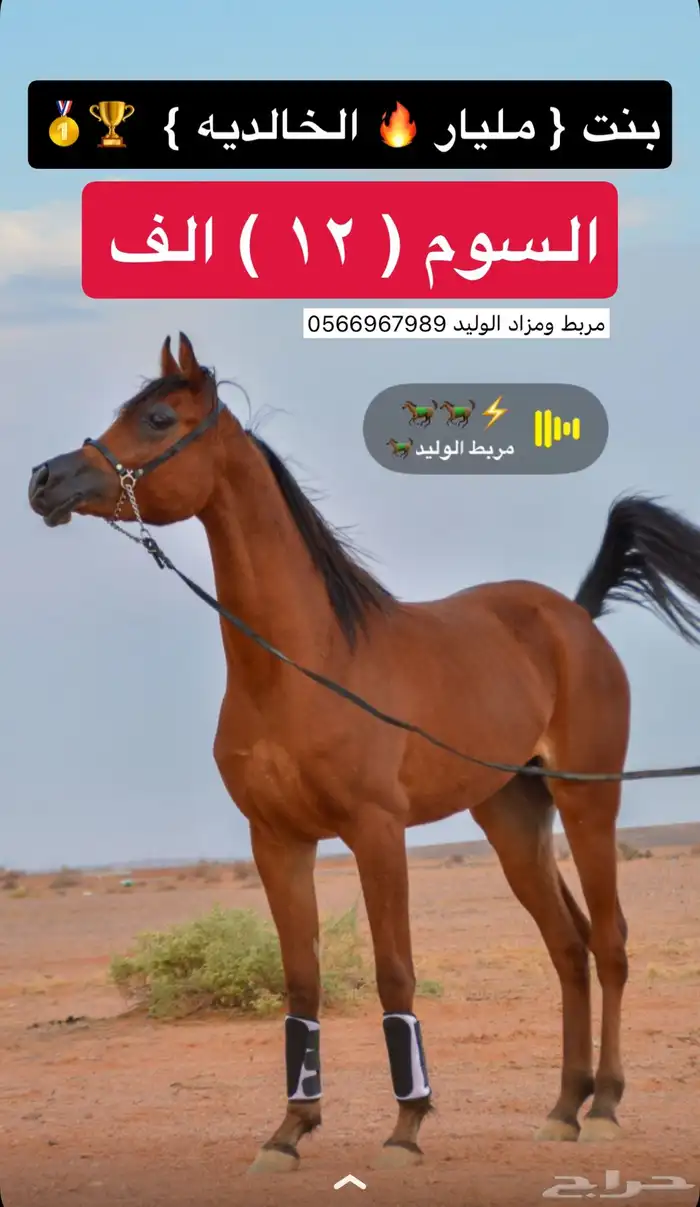 مهره شو بطولات 0