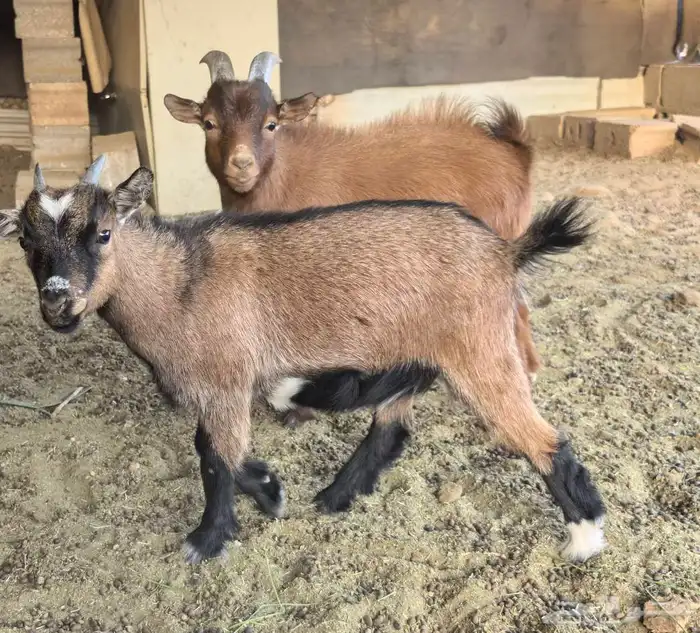 ماعز قزمي للبيع 0