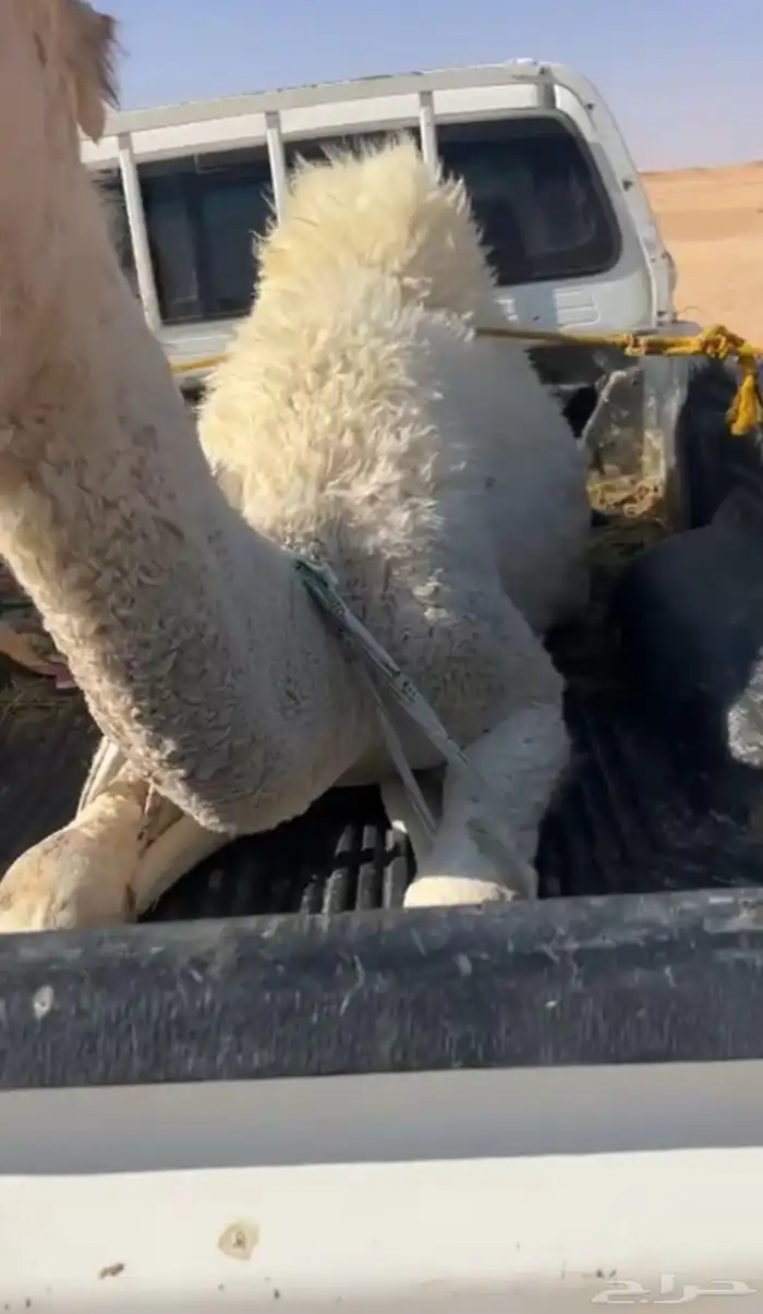 قعود فاخره عمره ثمان شهور مسحوب من امه الان 0