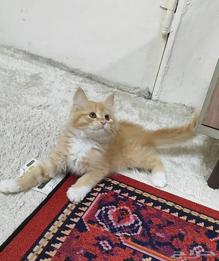 قطة صغيرة اورنج 3