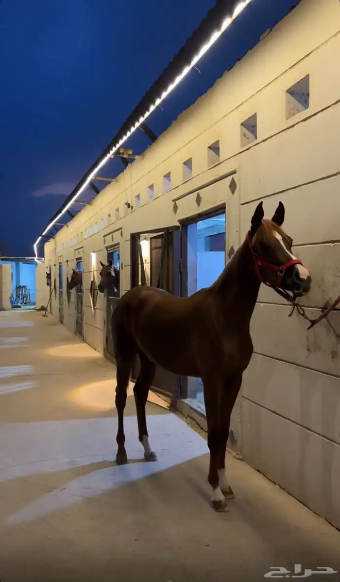 عرض فرس للبيع 4 في واحد 6