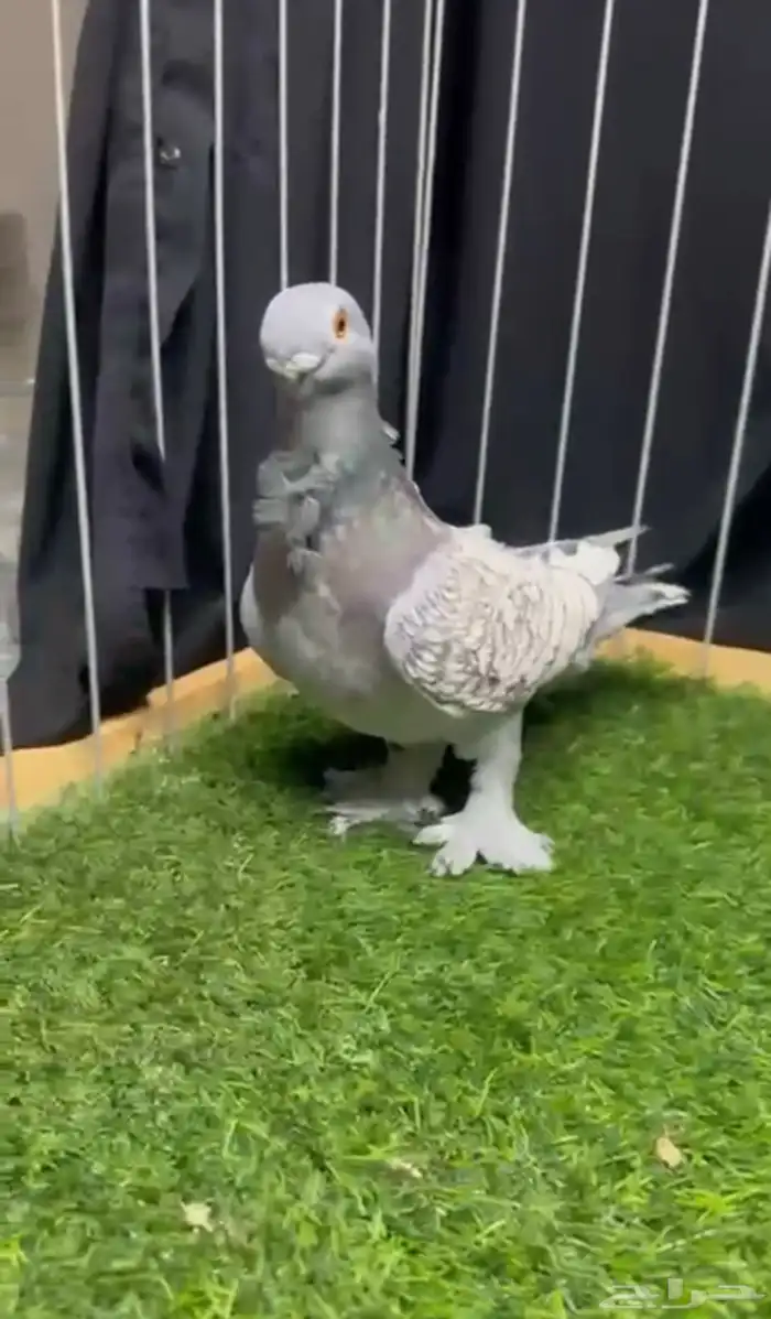 ذكر بلندنيت 2